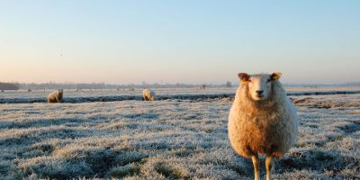 Weide op de winterboerderij | Boerderij De Boerinn